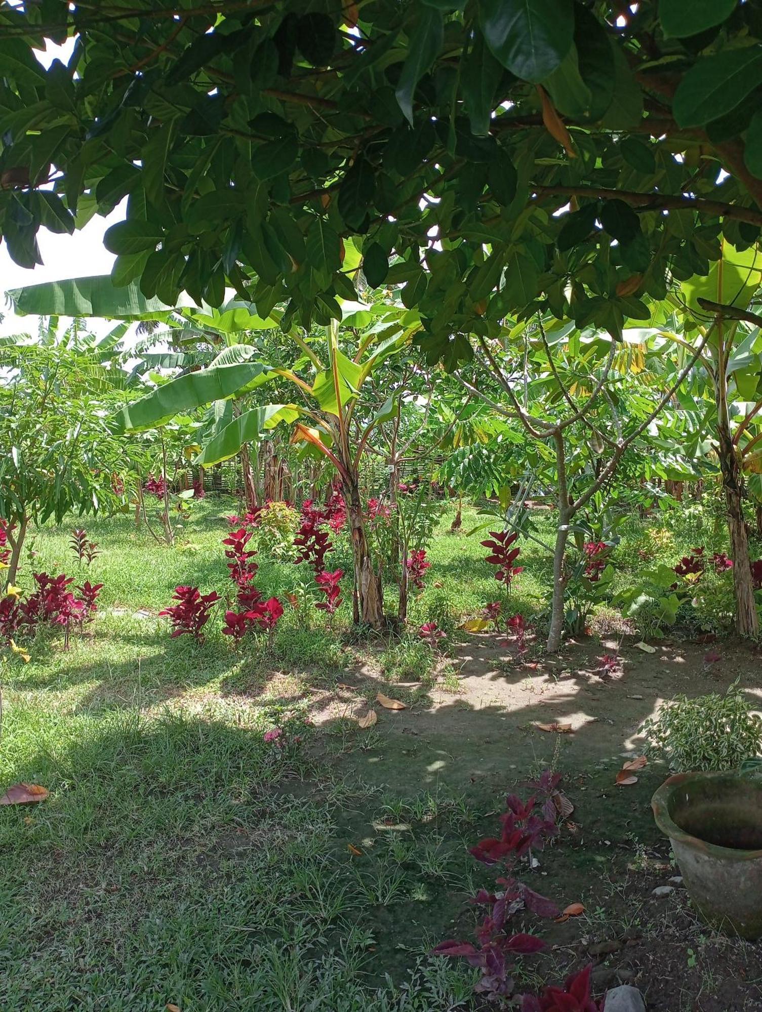 The Daun Puntik Homestay Pemenang Ngoại thất bức ảnh