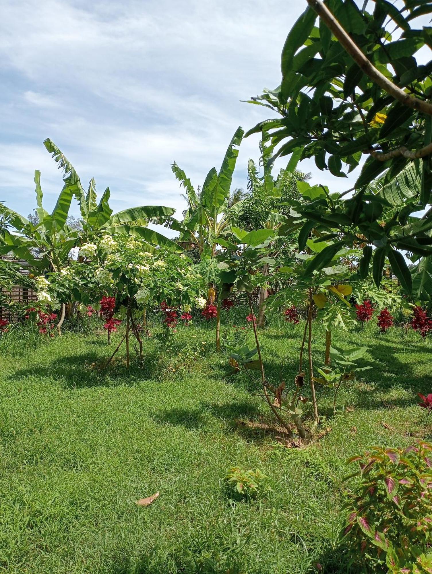 The Daun Puntik Homestay Pemenang Ngoại thất bức ảnh